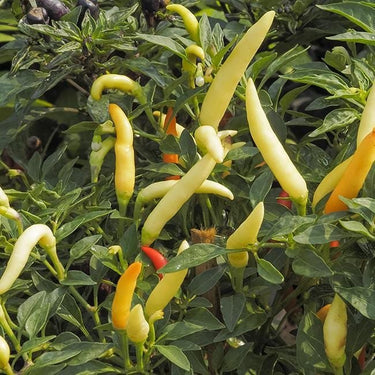Tabasco Hot Pepper Seeds - The Pepper Pantry (Formerly Marie Sharp's)
